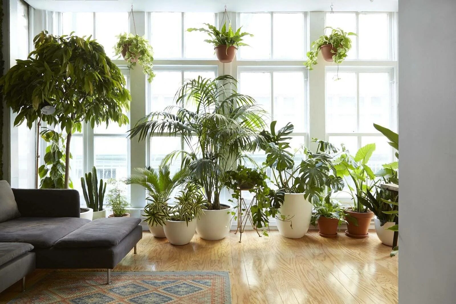 Гузмания Хоуп Lechuza. Монстера houseplants. Плант растение комнатное. Комнатные растения в интерьере.