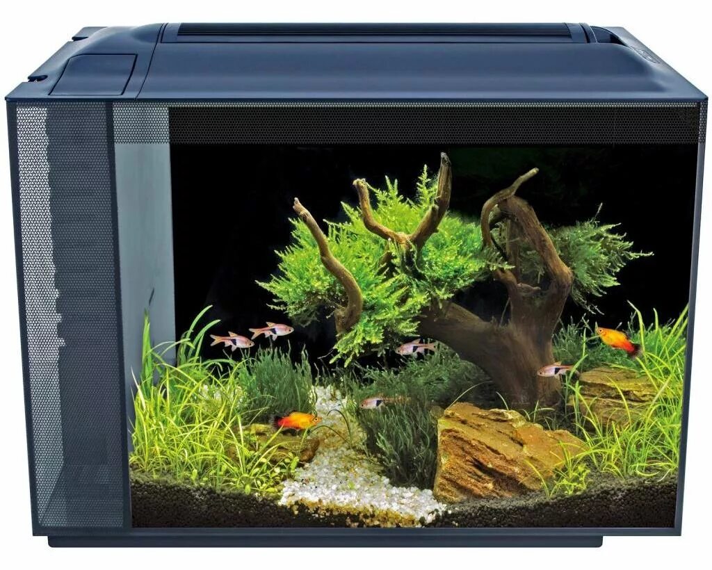 Аквариум Fluval spec. Fluval spec XV. Аквариум Hagen Fluval spec 7,6 литров. Аквариум Fluval на 60 л. Какие рыбки подходят для аквариума