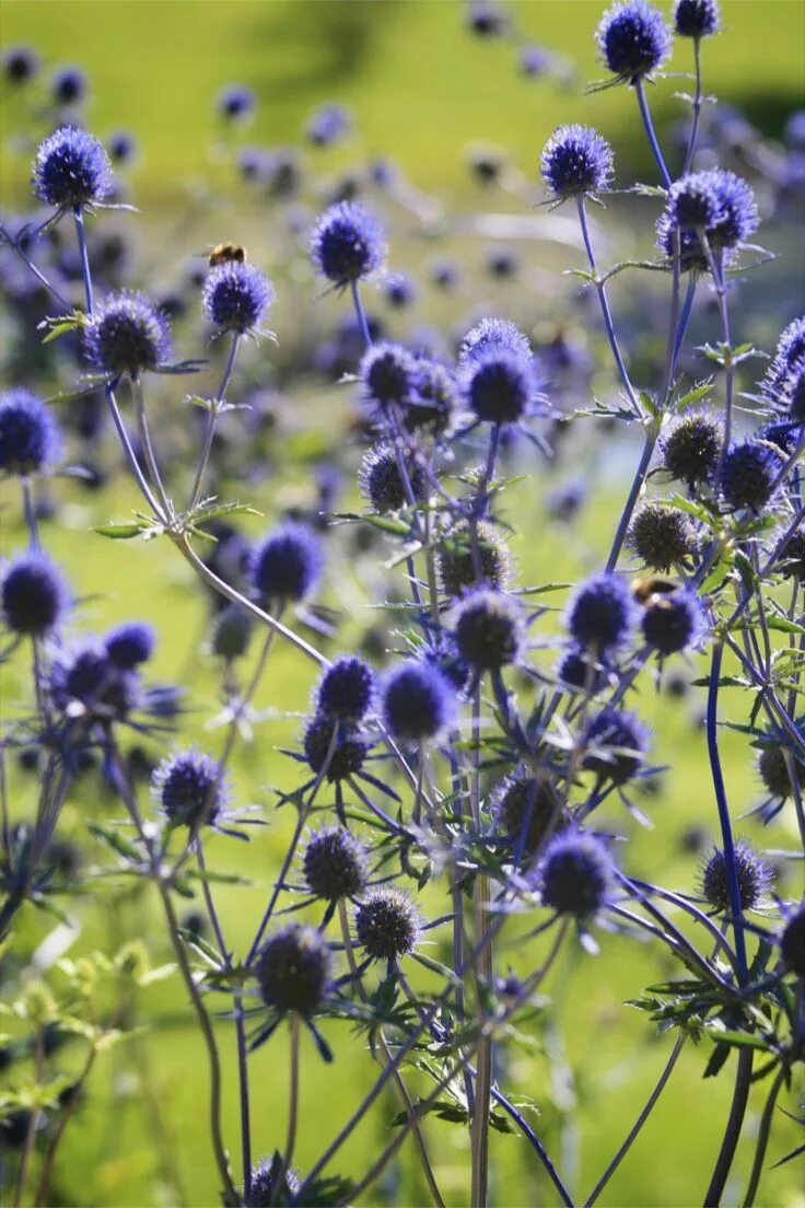 Scotland plants. Чертополох Луговой. Татарник Чертополоховые. Трава чертополох. Чертополох садовый.