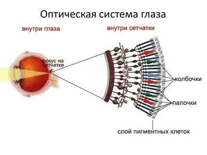 Где расположены колбочки