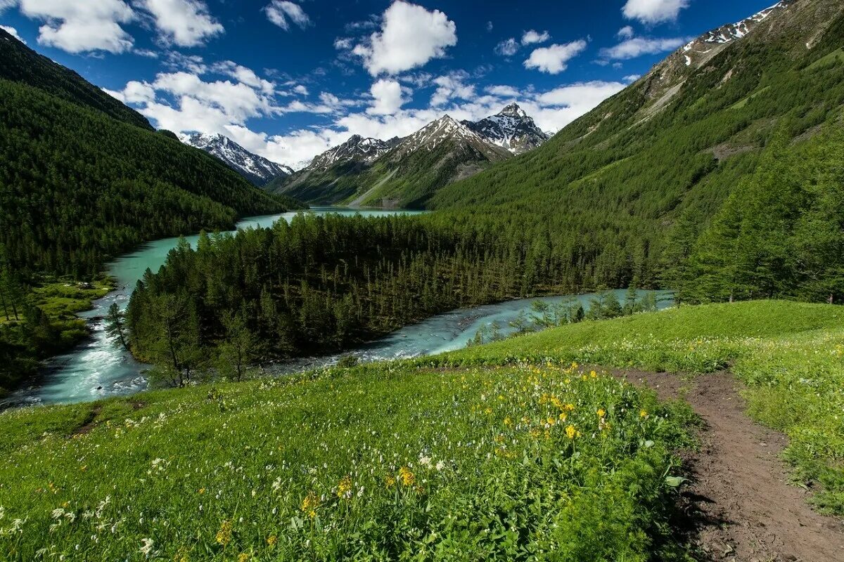 Природный пояс у подножия гор алтай. Белуха горный Алтай. Гора Белуха, горный Алтай. Кучерлинское озеро Алтай. Река Кучерла горный Алтай.