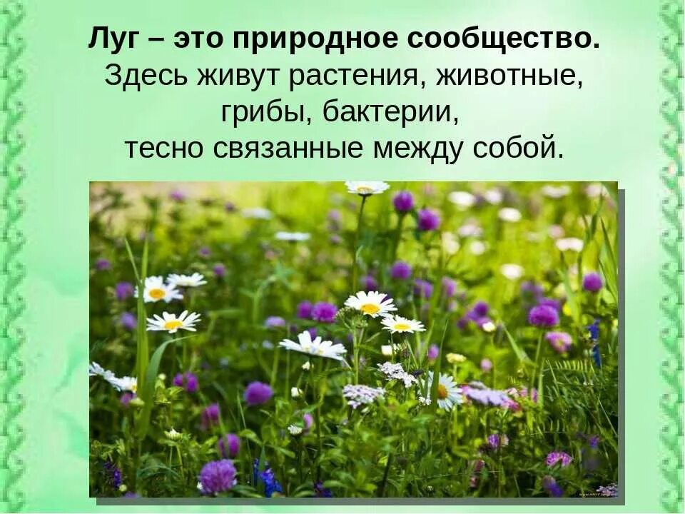 Стих разнообразие