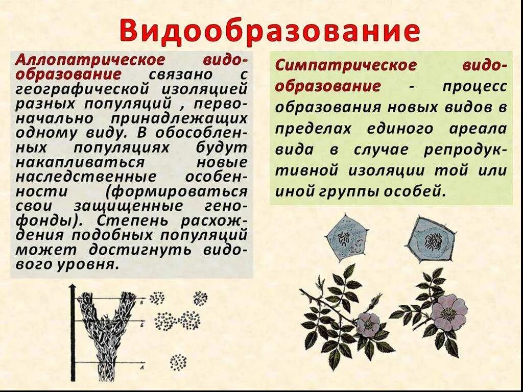 Видообразование тест 9 класс. Симпатрическое видообразование примеры. Критерии видообразования.