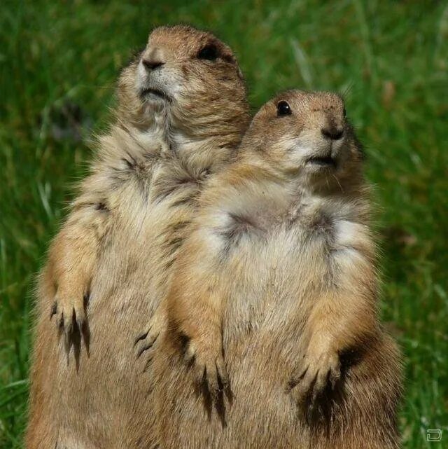 суслики. суслики. суслики спариваются. два суслика. сурок суслик сурикат.
