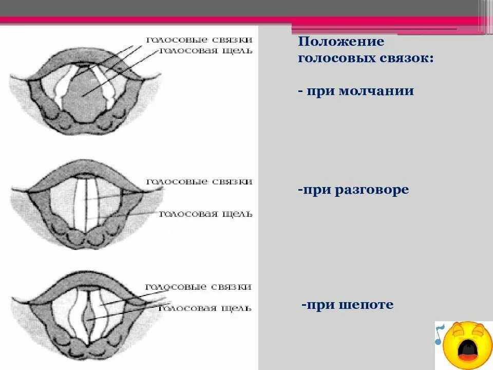 Положение голосовых связок. Положение связок при шепоте. положение голосовых связок при шепоте. голосовые связки при шепоте. положение голосовых связок при разговоре.