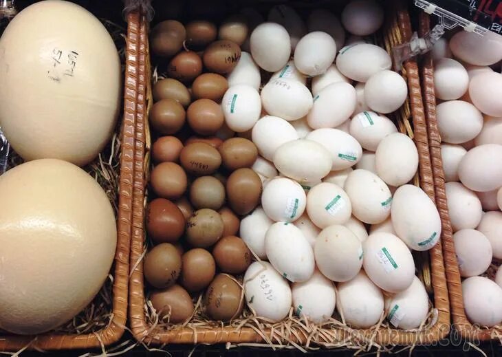 Сколько хранить домашнее яйцо. Холодильник для инкубационных яиц. Яйца куриные инкубационные. Хранение инкубационных яиц. Куриные яйца в холодильнике.