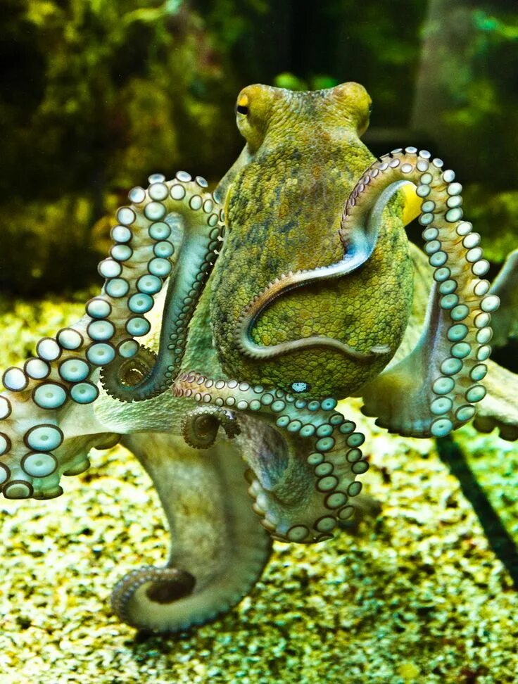 Головоногие моллюски осьминог Синекольчатый. Синекольчатый осьминог. Карликовый осьминог. Зеленый осьминог.