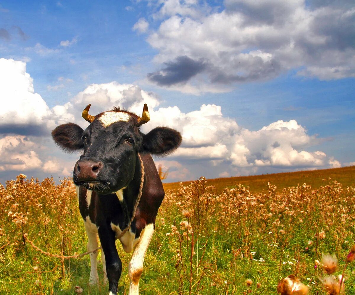 Коровы на лугу. Коровки на лугу. Корова. Луг с коровами. Сколько стоят коровки