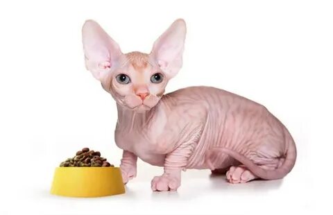 Котенок сфинкс сколько кормить