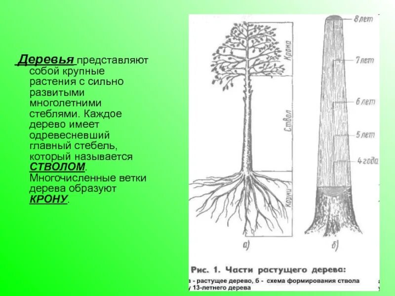 Дерево корни ствол крона. Строение ствола дерева схема. Стебель и крона. Малышам строение кустарников. Строение дерева схема.