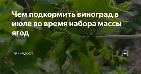 Чем подкормить виноград в августе