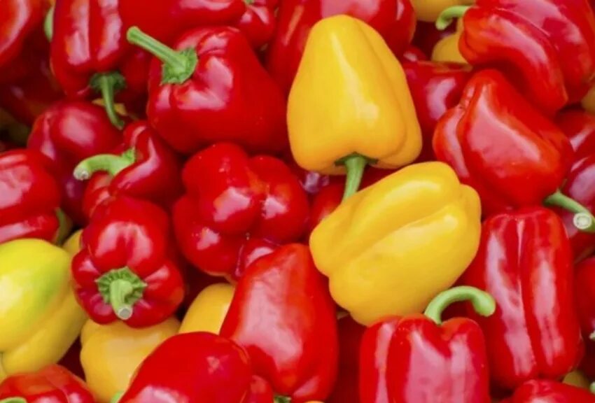 Перец прокрафт. Перчик разбор. Перчик разбор. Перец острый жгучая перчинка. Дед мороз перец описание сорта.