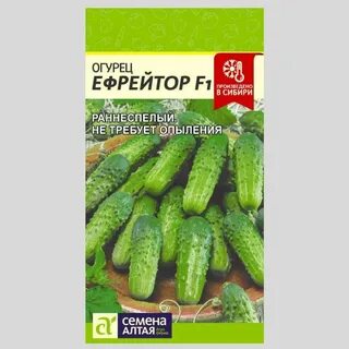 Огурцы семена алтая