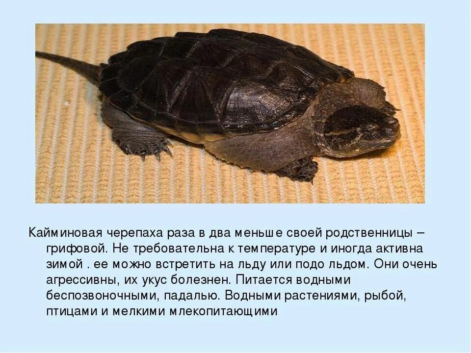 Про сарли черепаху