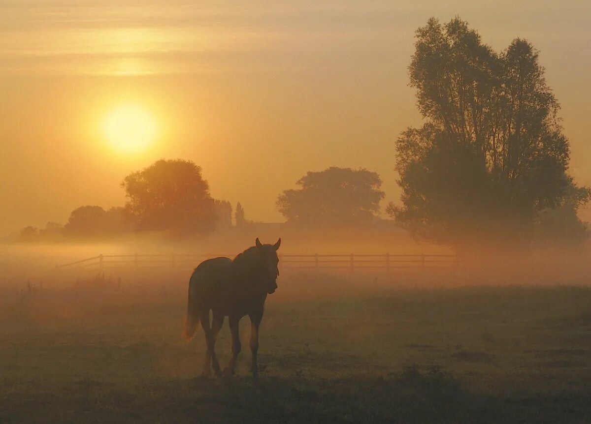 Ранним утром уходили. Лошади на рассвете. Лошади на закате. Лошадь в тумане. Лошадь в поле.