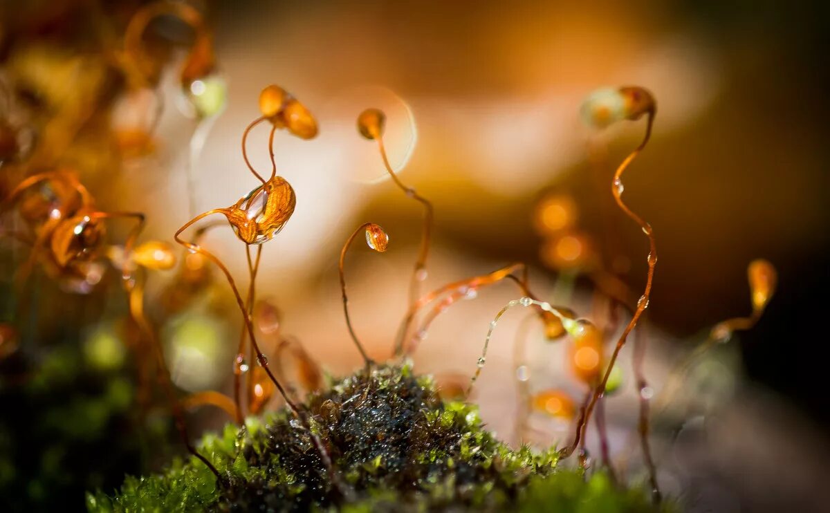 микромир песня. микромир песня. микромир природа. 2. макромир природа.