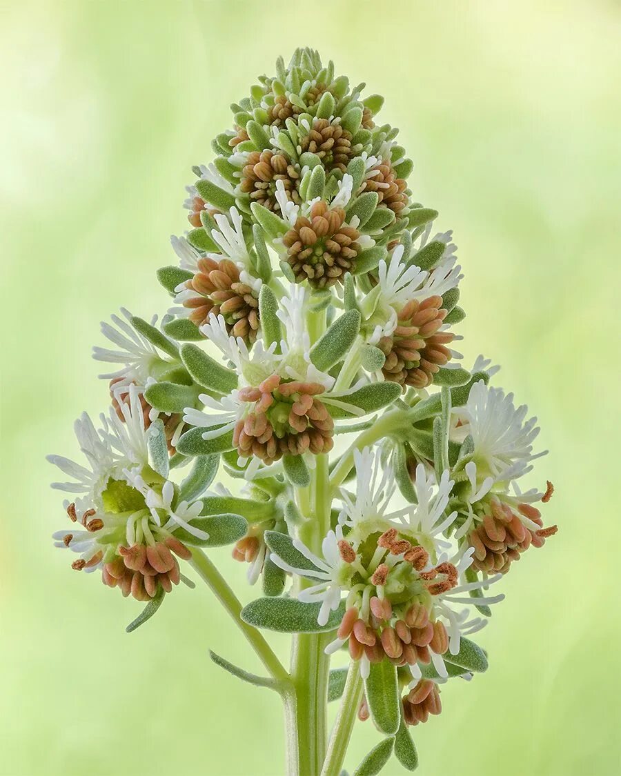 Резеда душистая. Цветок Резеда душистая. Reseda odorata. Резеда белая. Резеда купить семена