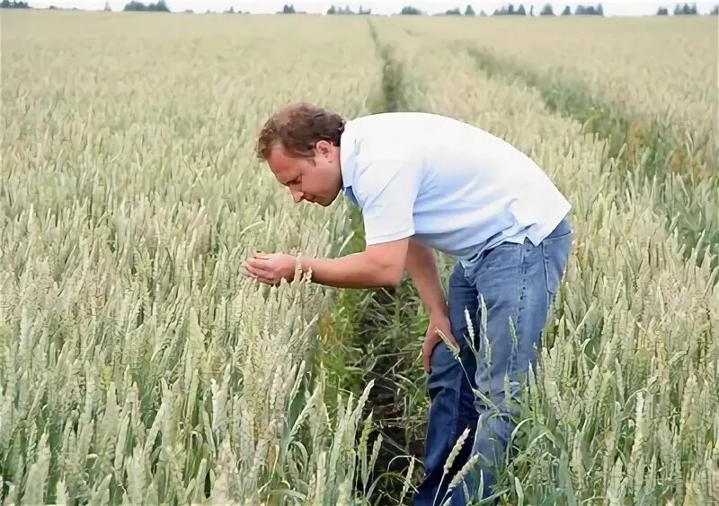 Аграрный опыт. Аграрный опыт. Сергеев владислав сергеевич башинком. Аграрный опыт. Агросеменная долина елец.