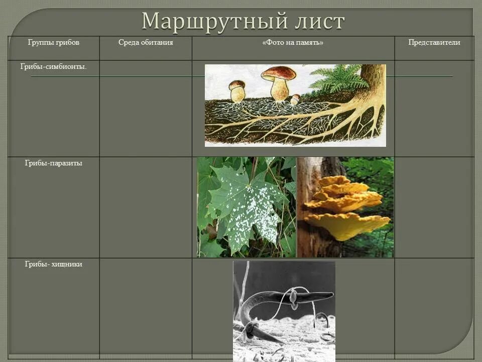 Группы грибов паразитов. Грибы среда обитания. Маршрутный лист. Маршрутный лист по биологии 5 класс грибы паразиты. Царство грибов фото маршрутный лист.