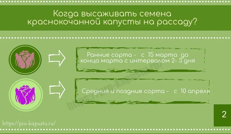 Е карту капуста. Когда садить краснокочанную капусту на рассаду. Как сажать краснокочанную капусту рассаду. Краснокочанная капуста когда сажать на рассаду. Схема посадки краснокочанной капусты.