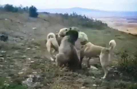 Видео бои кангалов