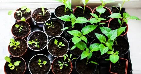 Какую рассаду сажают в декабре