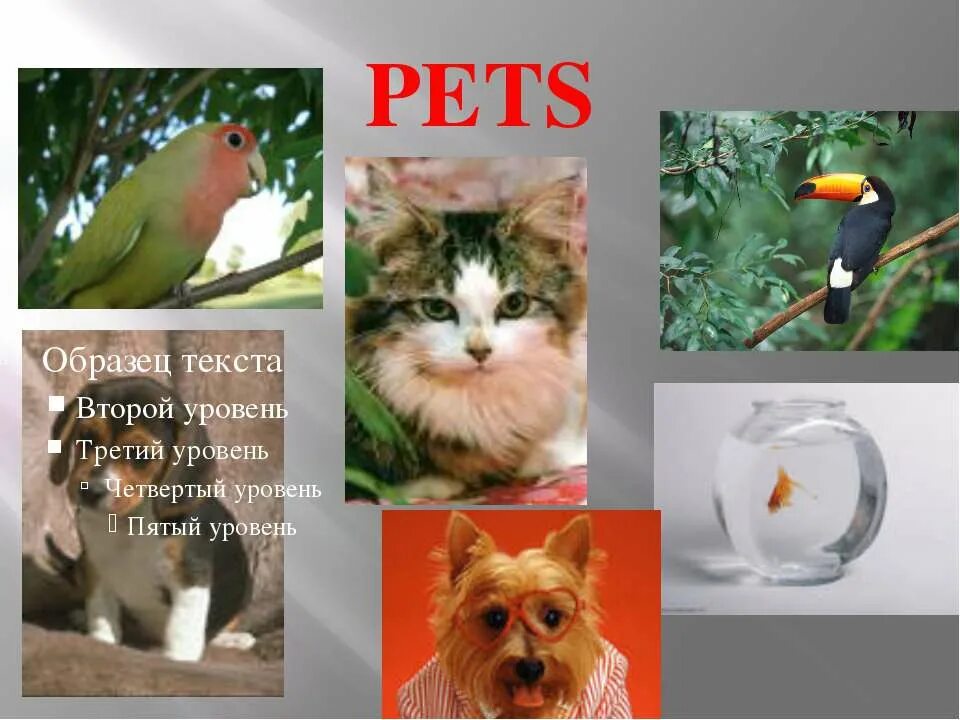 Presentation about Pets. Pets презентация