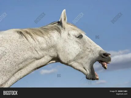 Download high-quality Portrait funny grey horse showing teeth. images, illu...