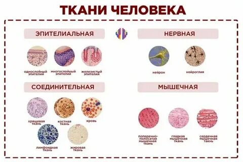 К группе основных тканей относятся