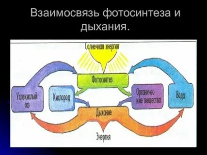 Модель дыхания и питания растений