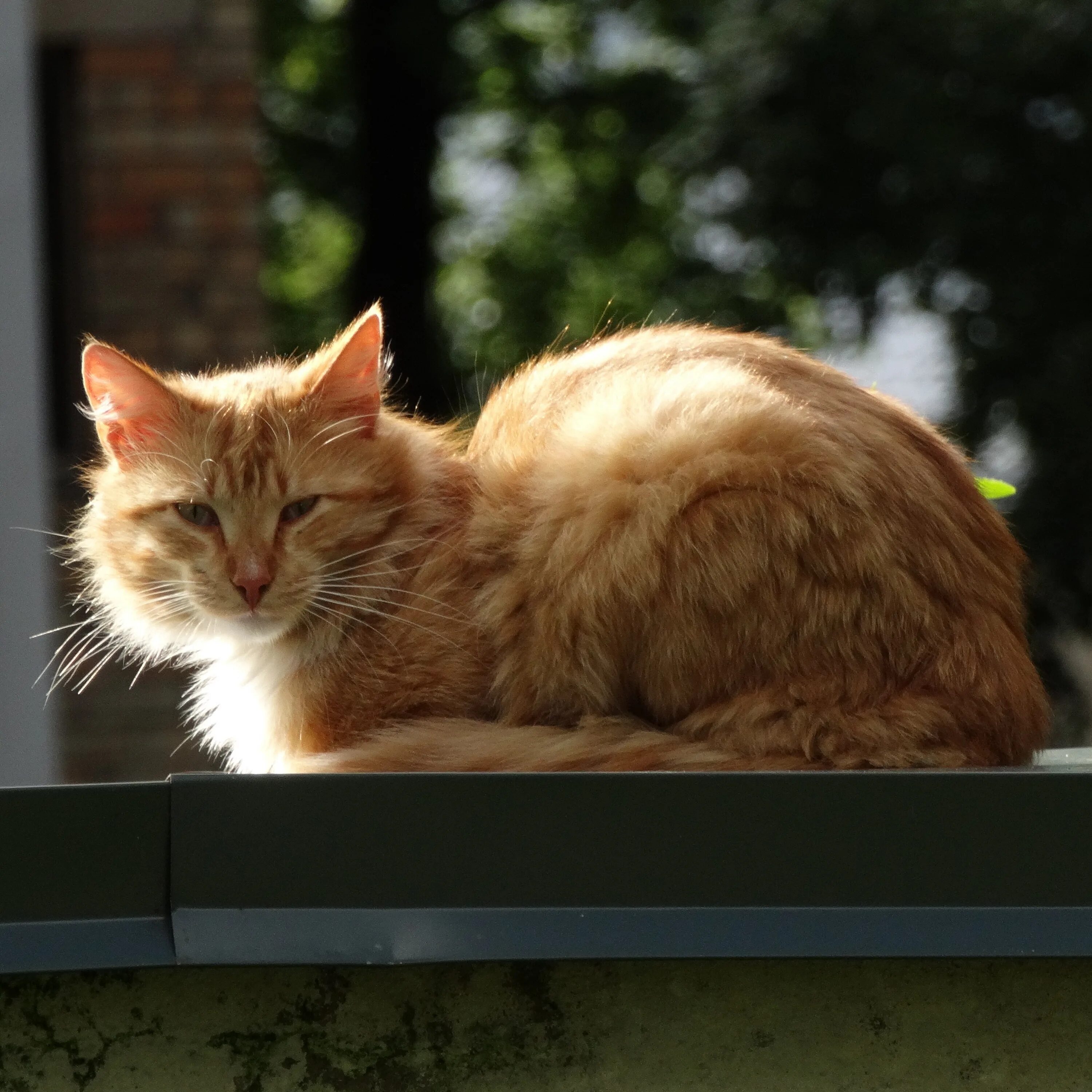 Джинджер кэт. Джинджер кошка. Джинджер кэт. Рыжий кот с веснушками. Ginger cat группа.