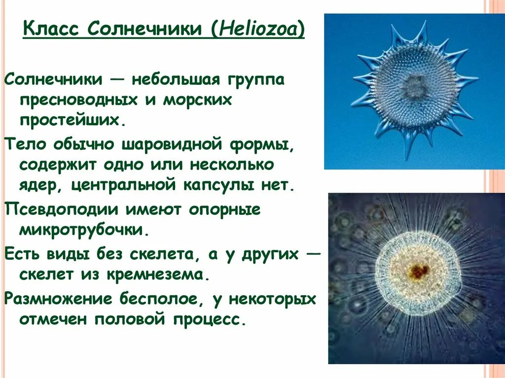 Особенности группы простейших. Саркодовые солнечники. Общая характеристика Солнечников. Саркодовые корненожки лучевики солнечники. Класс солнечники (Heliozoa).