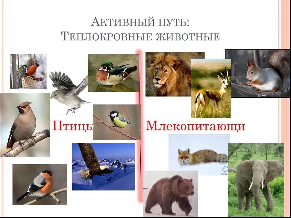 Теплокровными животными называются