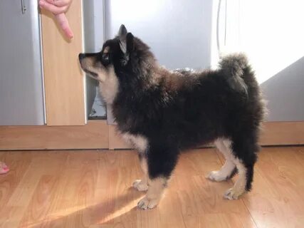 Шпица учит китайский язык