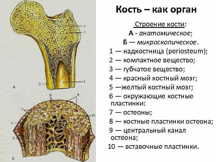 Состав кости как органа. Надкостница кости гистология. Кость как орган. Структура кости как органа. Химические свойства костей человека