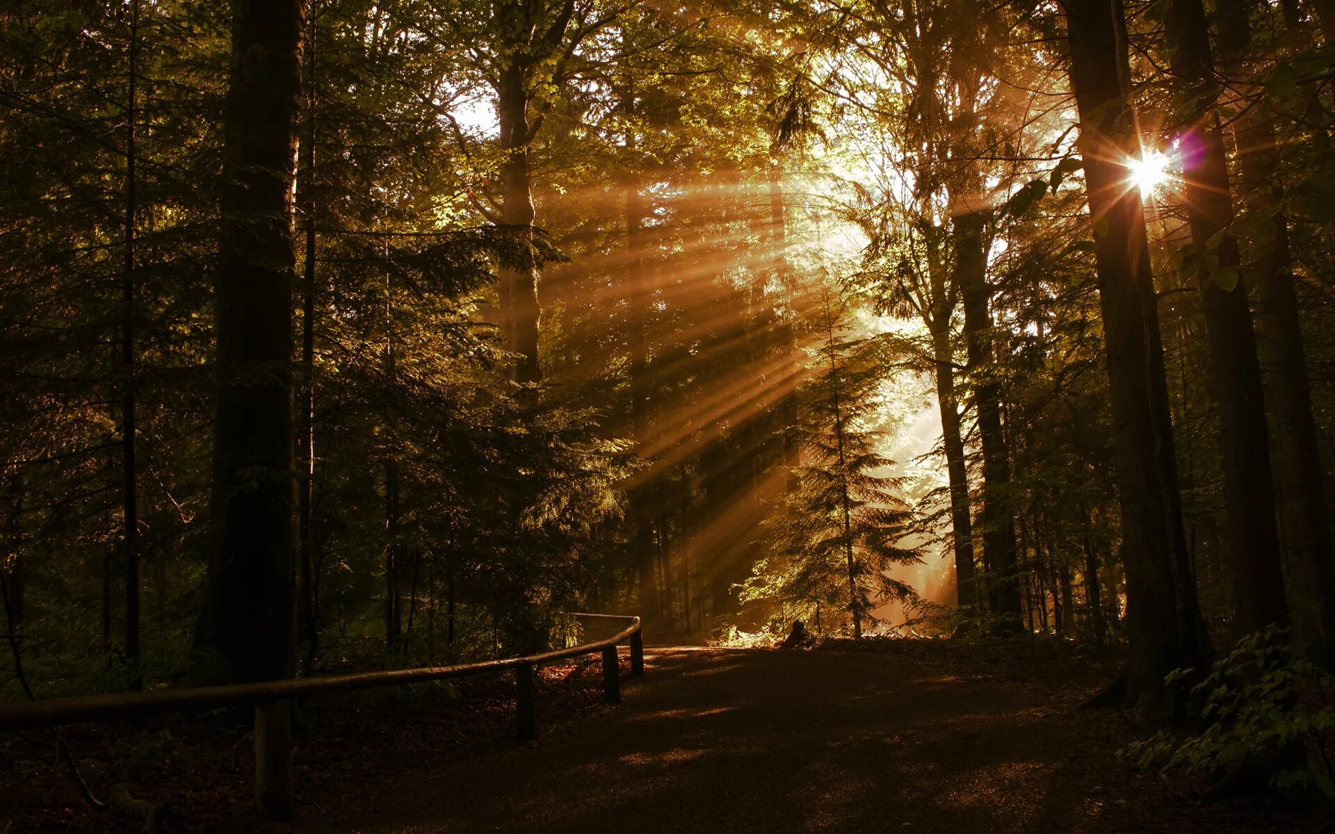Лучи солнца. "Солнце в лесу". Солнечные лучи в лесу. Лучи солнца в лесу. Лес солнце и звезды