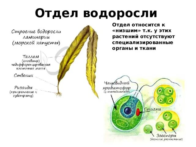 Отделы водорослей. Группа отделов водоросли. Перечислите отделы водорослей.