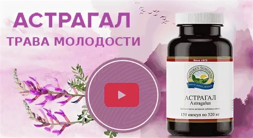 Астрагал капсулы инструкция. Астрагал шерстистоцветковый настойка. Астрагал айхерб. Астрагал шерстистоцветковый. Астрагал капсулы.