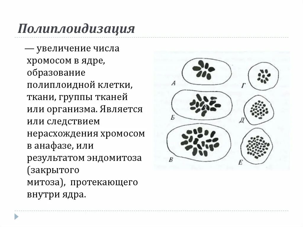 Полиплоидизация. Полиплоидизация ядра. Полиплоидизация тканей. Полиплоидизация примеры микроорганизмов.