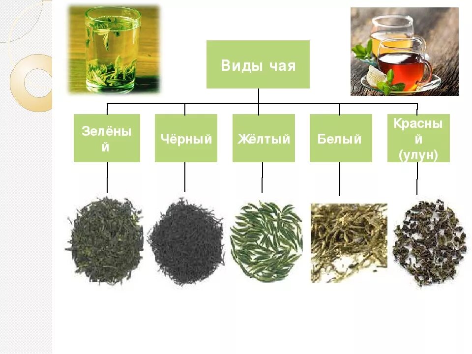 Чем отличается зеленый от красного. Виды чая. Типы зеленого чая. Разновидности черного чая. Отличия сортов чая.