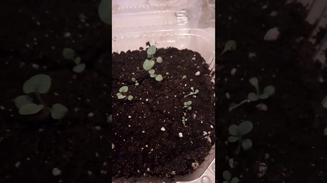 Мальва махровая рассада. Мальва рассада выращивание. Всходы мальвы из семян. Мальва всходы рассады. Мальва пикировка рассады.