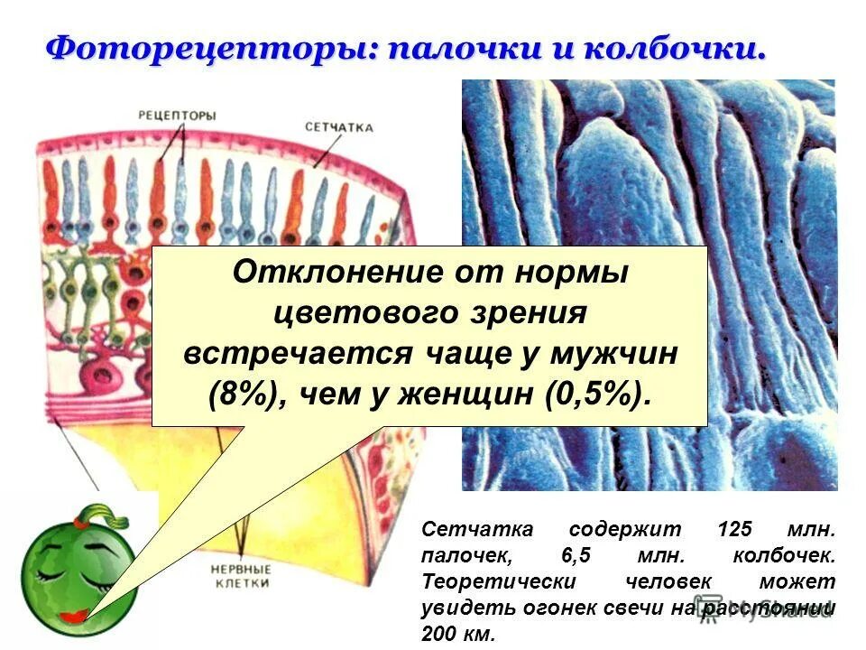 Строение глаза колбочки и палочки. Глаз человека строение и функции колбочки палочки. Содержит палочки и колбочки. Палочки и колбочки физиология. Строение глаза человека палочки и колбочки.