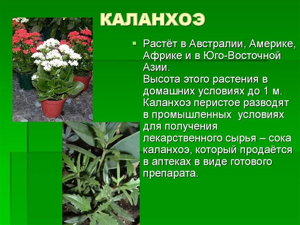 Опишите особенности растений каланхоэ