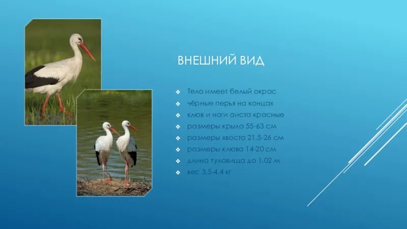 Продолжительность жизни аиста. Презентация про аистов. Аист описание птицы. Внешний вид аиста. Проект птицы Аист.