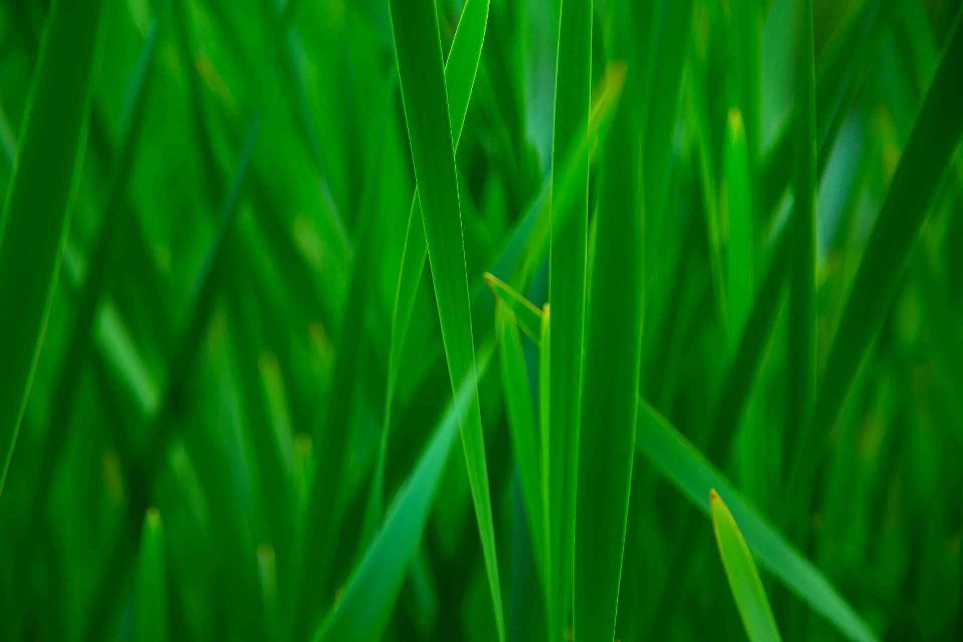Greenery