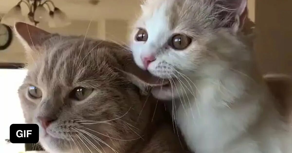 Кошка кусает ухо