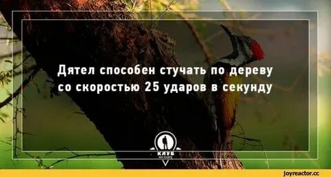 5 фактов о дятле