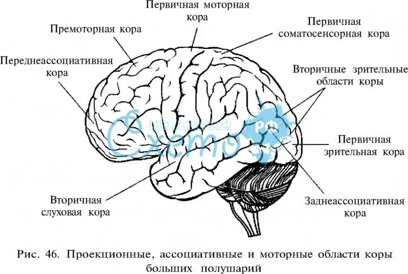 Ассоциативные зоны коры больших. Проекционные и ассоциативные центры коры больших полушарий. Ассоциативные области коры больших полушарий. Ассоциативная зона коры головного мозга.