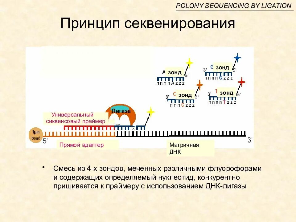 Изменение нуклеотидной последовательности. Секвенирование ДНК последовательность. Секвенирование ДНК максама Гилберта. Секвенирование ДНК ПЦР. Современные методы секвенирования ДНК.
