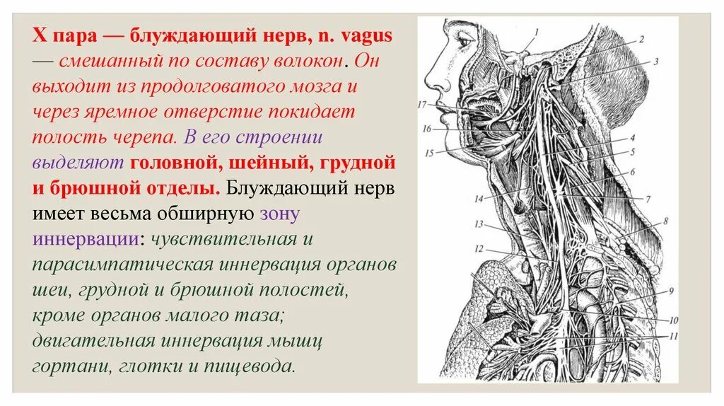 10 черепной нерв. 10 Пара блуждающий нерв схема. 10 Пара блуждающий нерв иннервирует. Блуждающий нерв nervus Vagus. Схема блуждающего нерва анатомия.